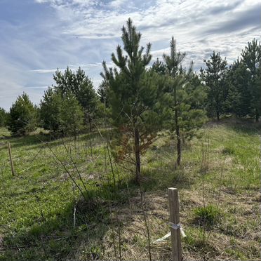 Участок 6,6 сот. (СНТ, ДНП)