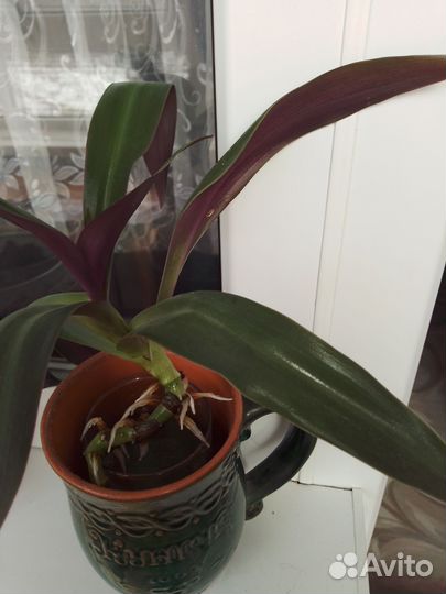 Традесканция рэо уже посажен в землю