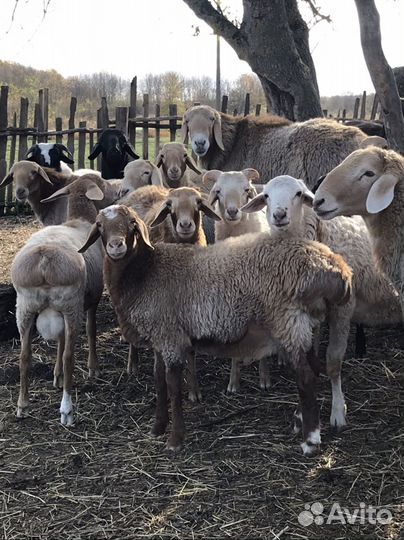 Курдючные бараны овцы
