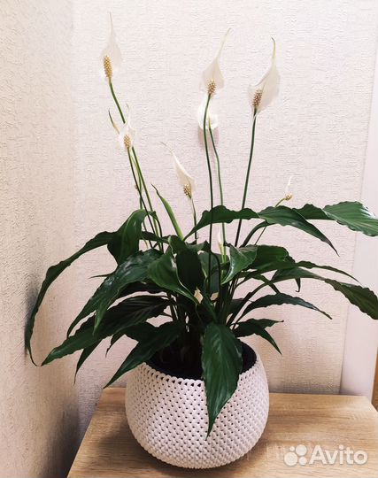 Спатифиллумы сортовые