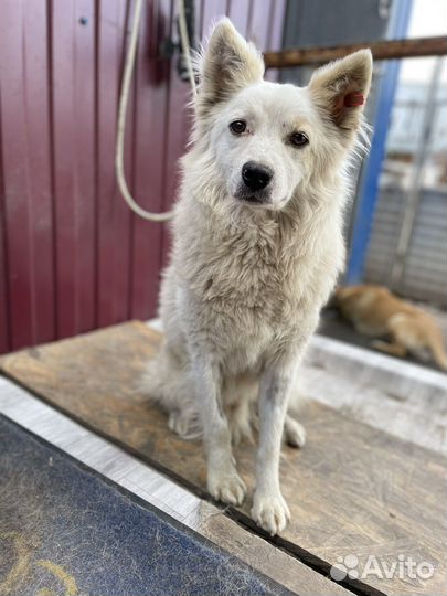 Собака в добрые руки
