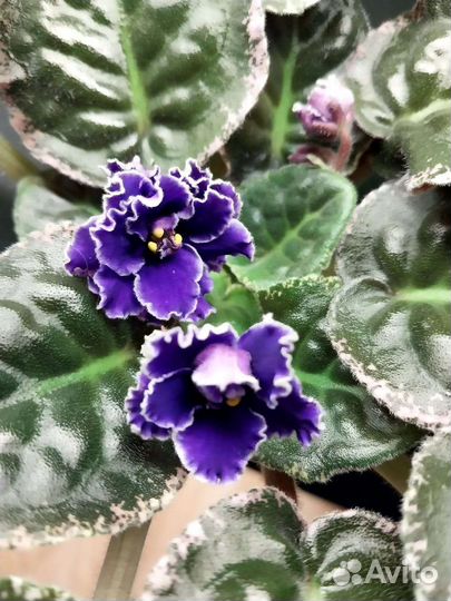 Фиалки сортовые