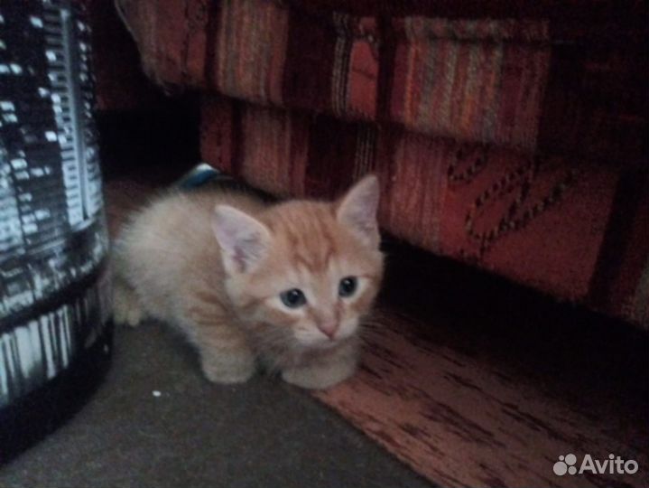 В добрые руки