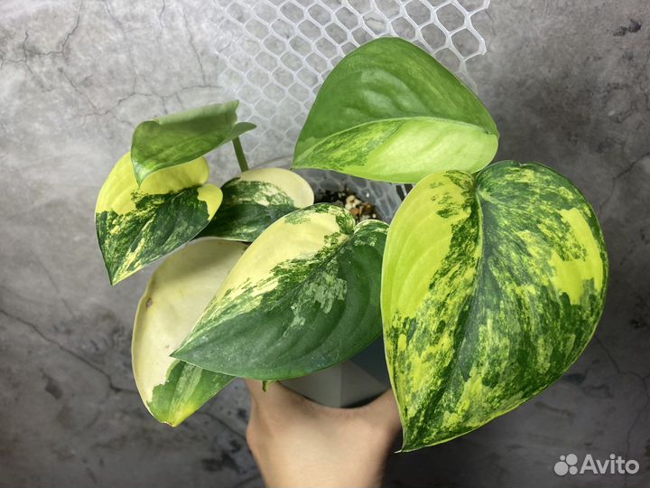 Сциндапсусы