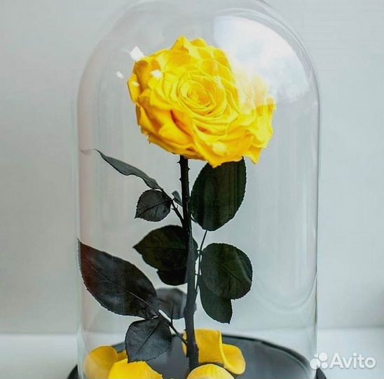 Роза в колбе. С гарантией
