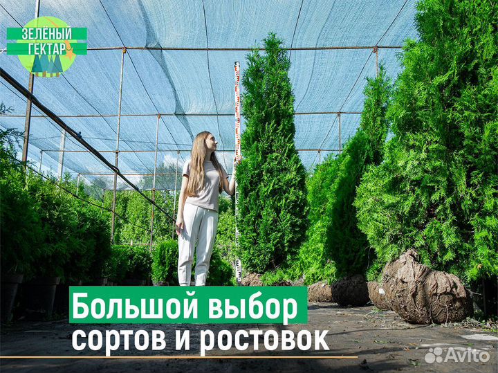 Туя колумна 1,2 м свежая копка 2023