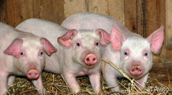 Поросята Ланрас-Дюрок