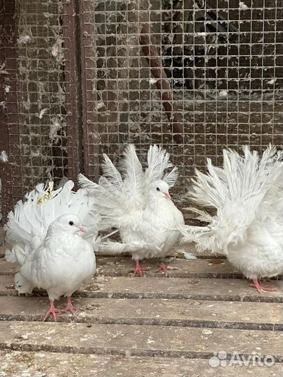 Продажа голубей