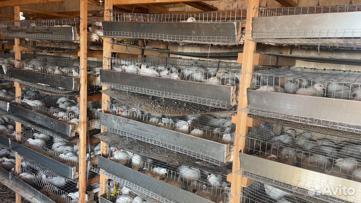 Инкубационное яйцо перепелов