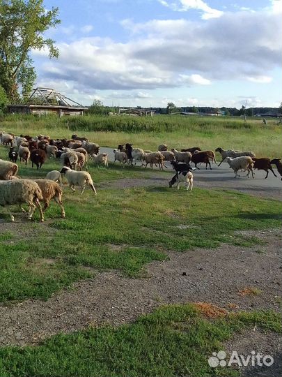 Молодые бараны 3 мес с маткой или без