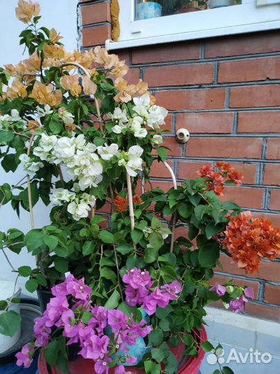 Бугенвиллия