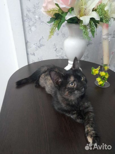 Котенок на удачу