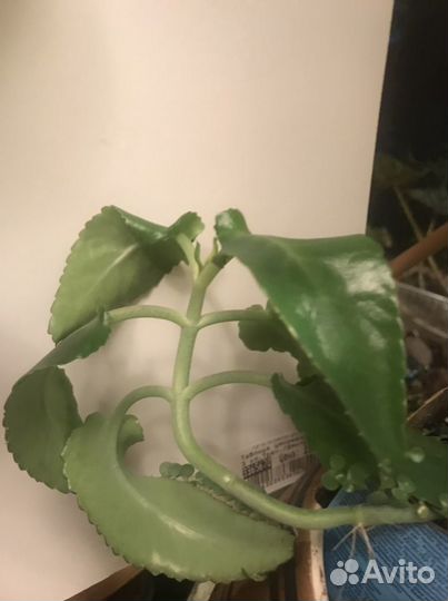 Каланхоэ лечебное Золотой ус Замиокулькас