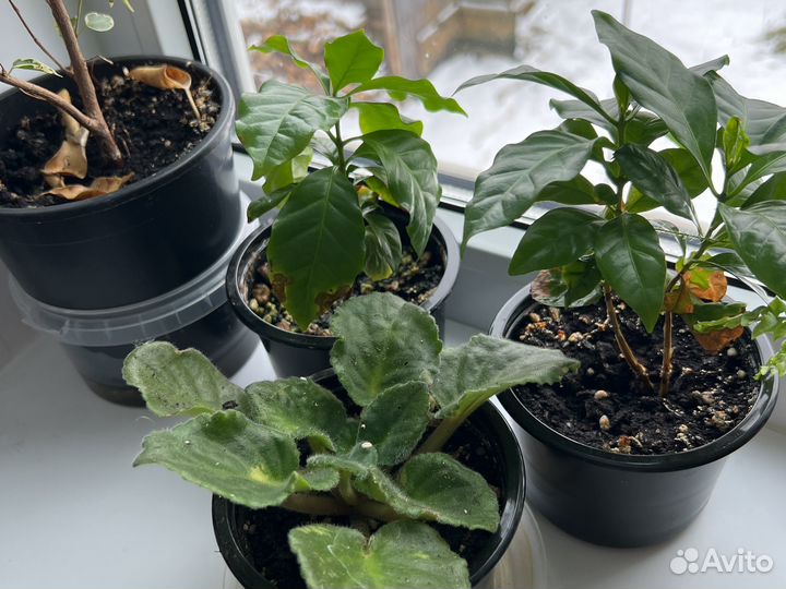 Бенджамина