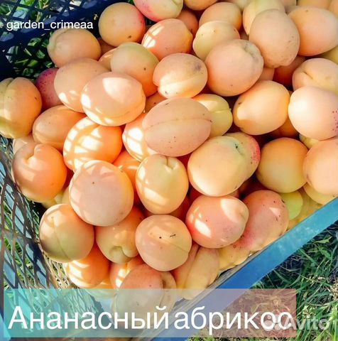 Саженцы абрикоса Ананасный