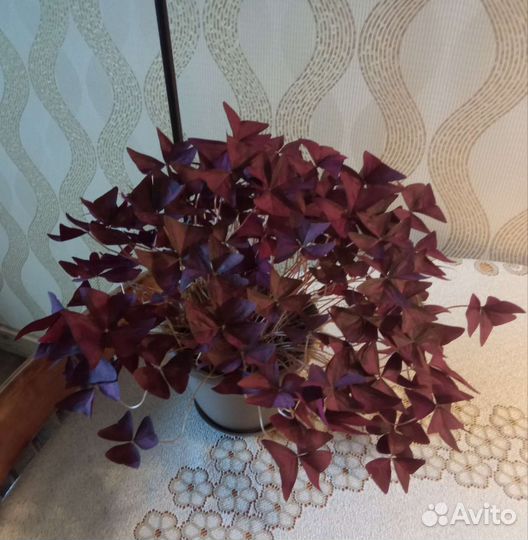 Продам цветы комнатные