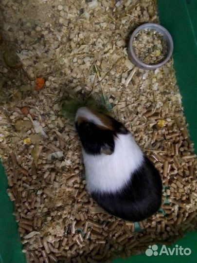 Морская свинка