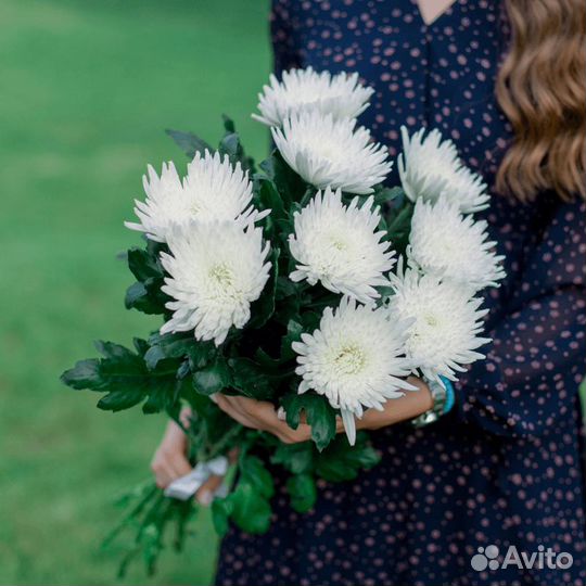 Букет из одноголовых хризантем 85 шт