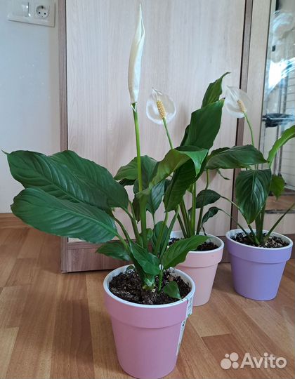 Спатифиллум