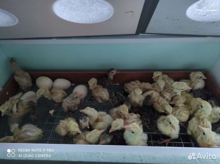 Индюшата 6шт