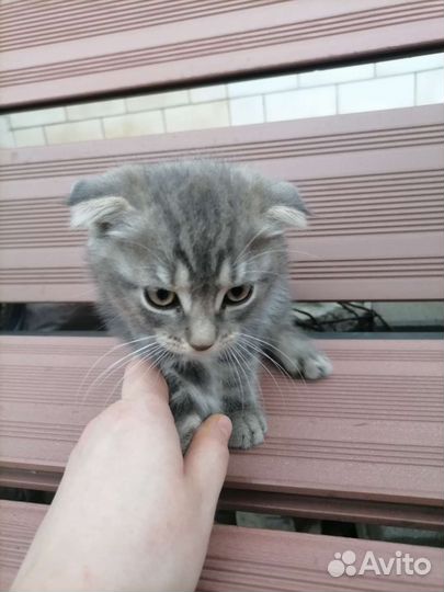 Шотландская