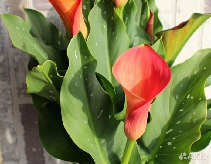 Каллы сортовые цветущие