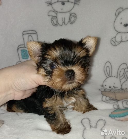 Мальчик - красавчик йорк