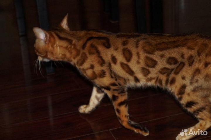 Бенгальская кошка в добрые руки