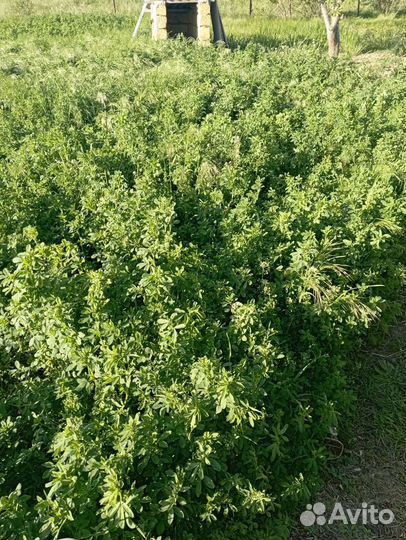 Продам люцерку