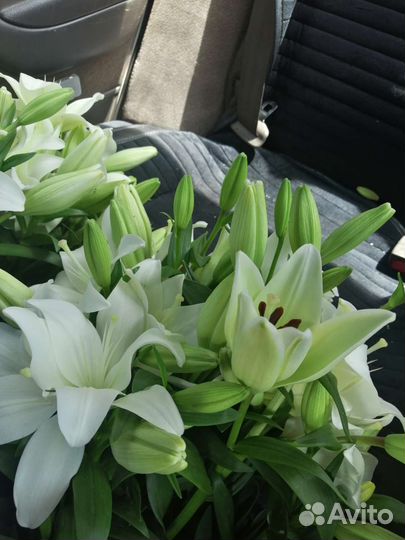 Лилии луковицы