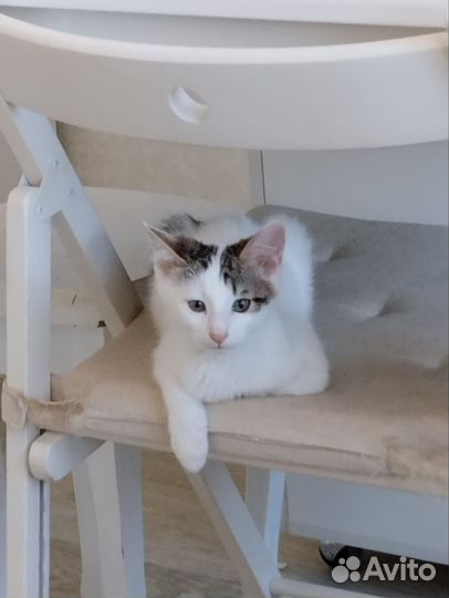 Котенок мальчик отдаётся в добрые руки