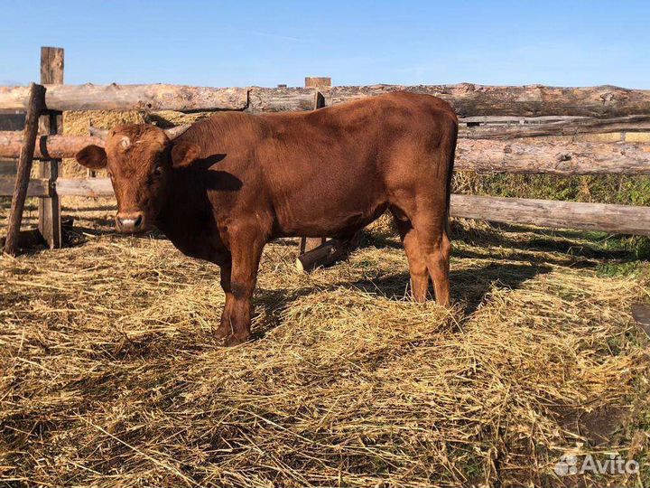 Бычки и быки