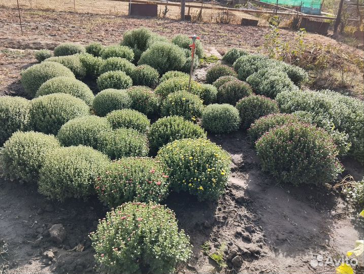 Хризантемы мультифлора