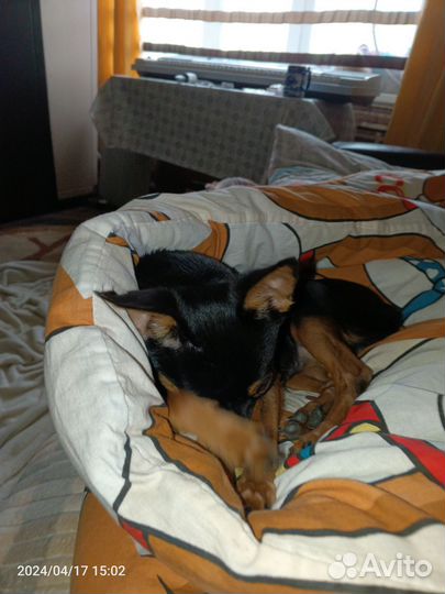 Мини той-терьер