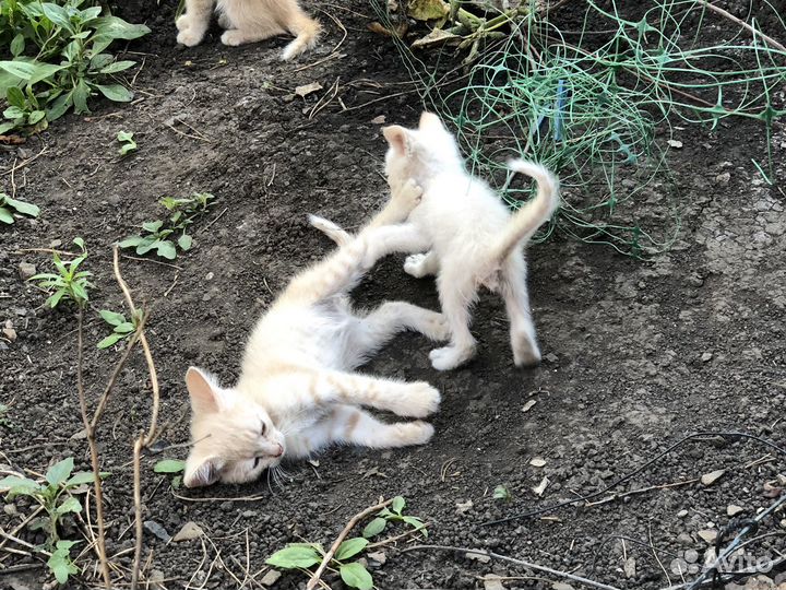 Котята