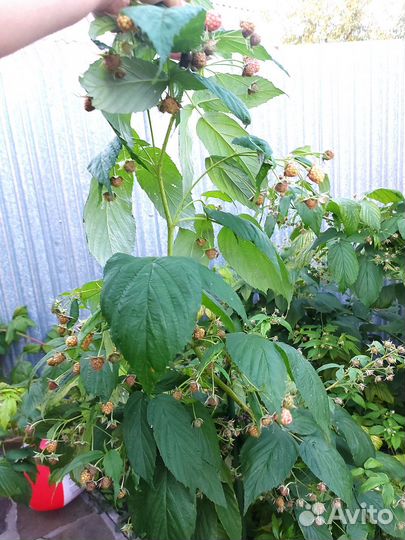 Ремонтантная малина