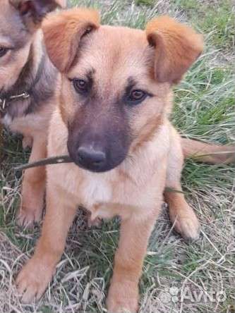 Собака двортерьер