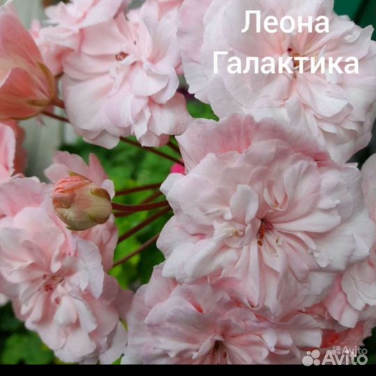 Герань пеларгония