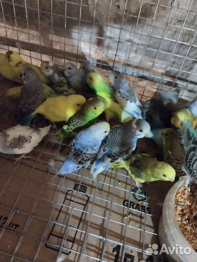 Волнистый попугай