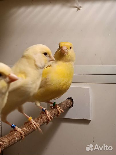 Канарейки цветные. Жёлтые и белые рецессивные