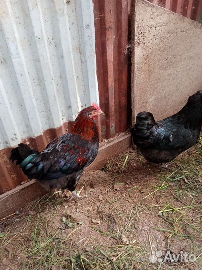 Маран, Виандот. Петухи