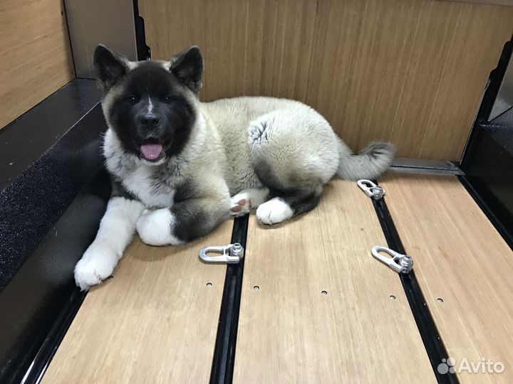 Американская акита