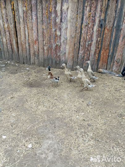 Гуси и утки, гусята