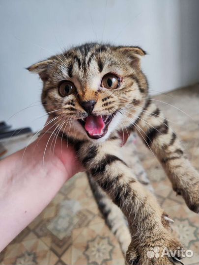 Кошка в дар бесплатно