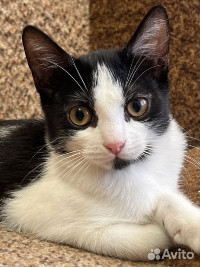 Девочка Жемчужина