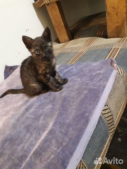 В добрые ручки