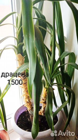 Диффенбахия