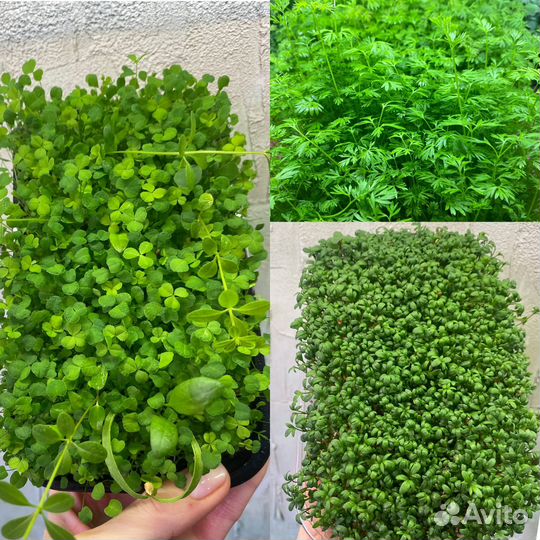 Микрозелень