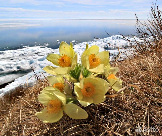 Индивидуальный и групповой тур по Байкалу