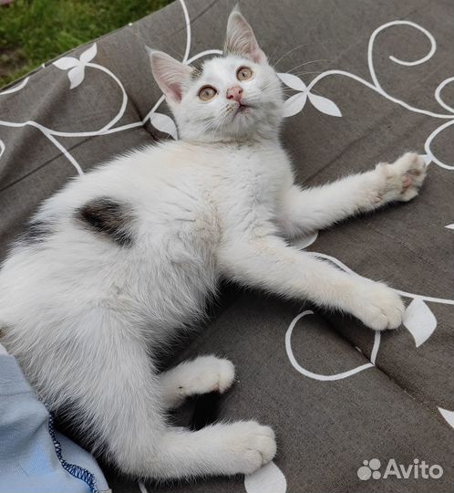 Котенок в добрые руки